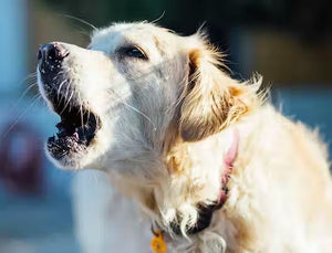 How To Train A Dog To Stop Alert Barking