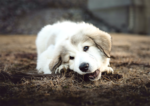 Are Antlers Good For Puppies?