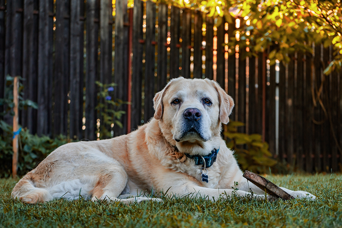 Do You Need to Clean Deer Antlers for Dogs?