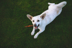 When Should I Change My Dog's Antler Chews?