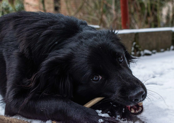 How Do You Prepare Deer Antlers for Dogs?