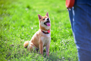 The Magic Sit: How to Teach your Dog to Sit and Settle