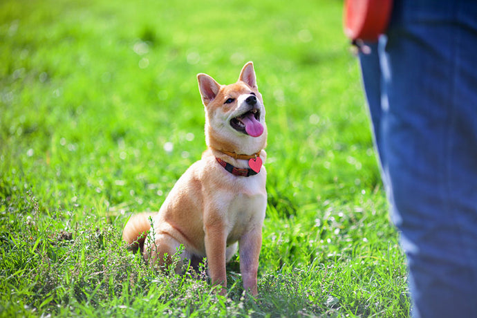 The Magic Sit: How to Teach your Dog to Sit and Settle