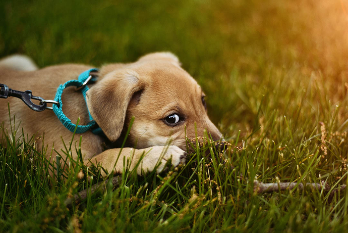 Are Deer Antlers Too Hard for Dogs?