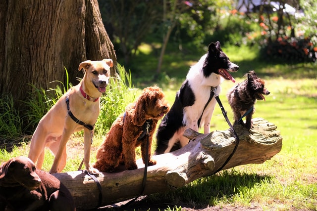 Why Antlers Are the Best Natural Chews for Dogs