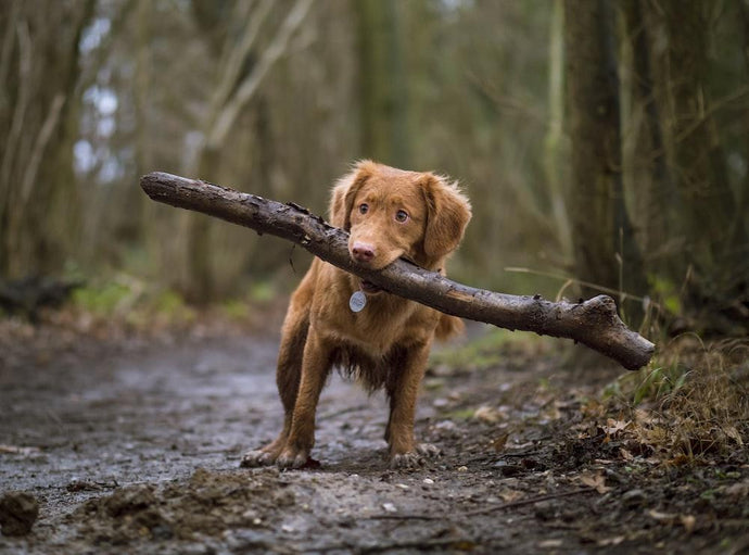 What Type of Antler Is Best For Dogs?