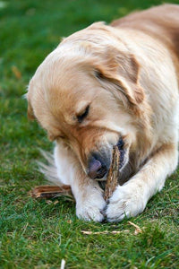 Can My Dog Break His Teeth on an Antler?