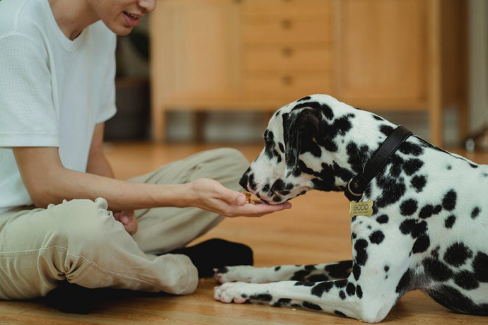 Are Natural Treats Better for Dogs?