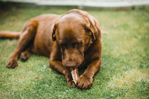 Do Deer Antlers for Dogs Smell?