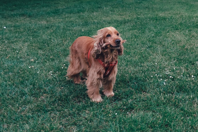 Are Antlers Dangerous for Dogs?