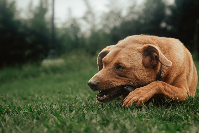 Can Antler Bones Make Dogs Sick?