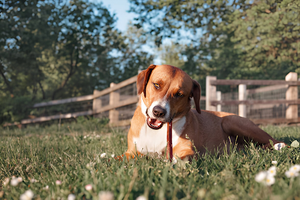 Bully Sticks vs Collagen Sticks: Which is Best for Your Pup?