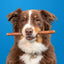 Pet Expertise™ Collagen Subscription (FREE Shipping)