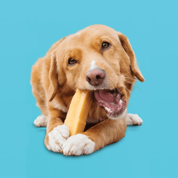 Himalayan Dog Chews - Chew Treat Made of Yak Milk