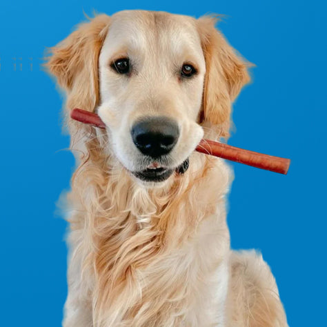 Bully Sticks for Dogs, X-Thick & Low Odor Options!