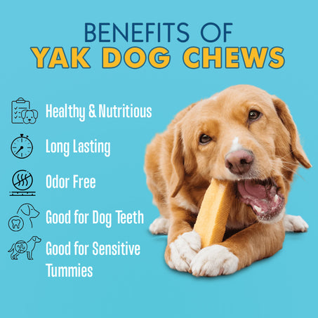 Himalayan Dog Chews - Chew Treat Made of Yak Milk, Bulk Too!