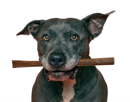 dog with collagen stick