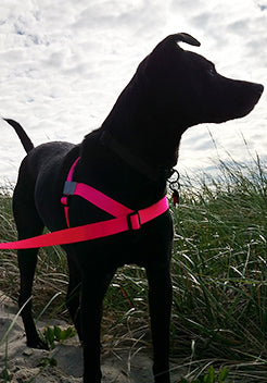 Bright Pink dog harness