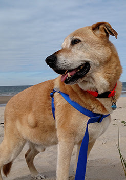 Sapphire Blue dog harness