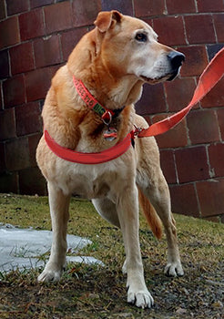 Dog with Simple Back Attached Tracking Harness