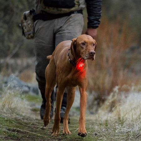 Ruffwear Beacon Action