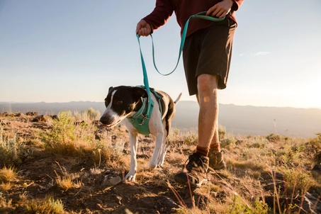 Front Range Leash in action