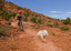 Cycling with dog on Swamp Cooler Vest 