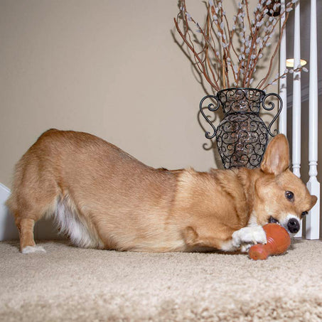 Dog playing with booya toy