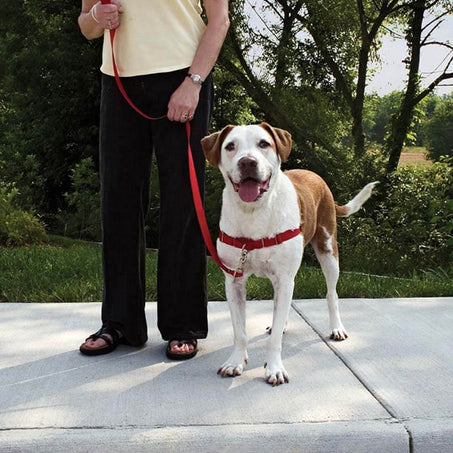 Easy Walk Harness in action