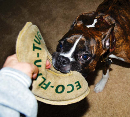 Fly n Tug Toy with a Boston Terrier