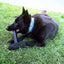 Dog playing with GoughNuts stick