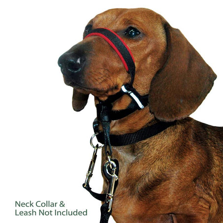 Halti Optifit Head Collar on Dachshund