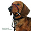 Halti Optifit Head Collar on Dachshund