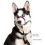 Halti Optifit Head Collar on Husky front