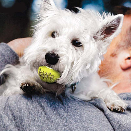 Molly and Her Squeaky Tennis Ball