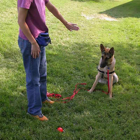 Long Leash Dog Lead Line In Action