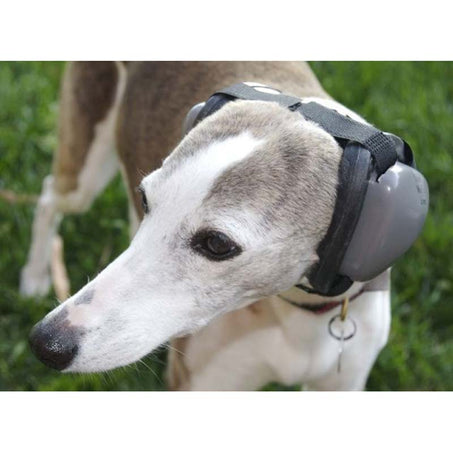 Mutt Muffs Dog Ear Protection on Dog