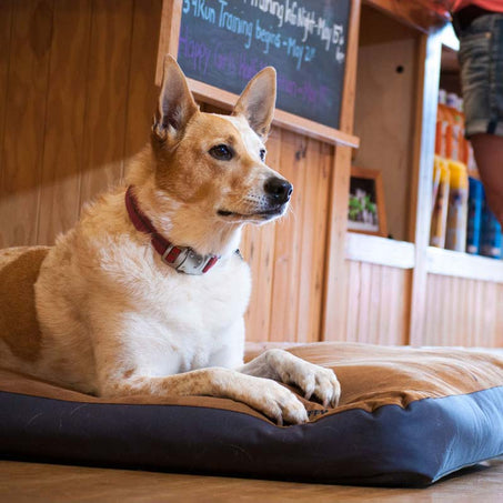 Dog on Urban Sprawl Bed