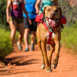 Singletrak Pack Dog Backpack from Ruffwear, Low Profile